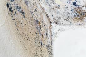 Why You Should Choose Our Mold Remediation Services in Rancho Santa Margarita, CA